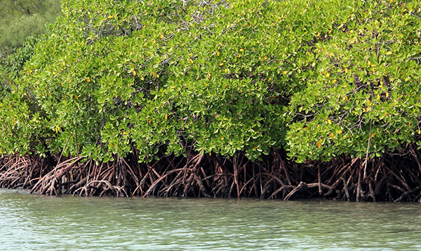Mangroves Biodiversity & Ecosystem INWEH-07